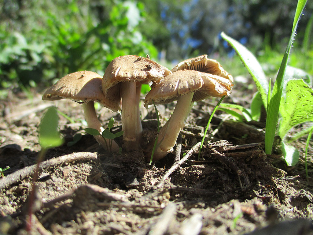 Aiuto determinazione